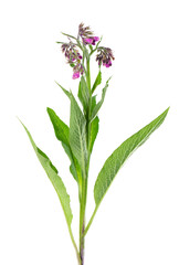 Comfrey bush with flowers, isolated on white background. Symphytum officinale plant. Herbal medicine. Clipping path.