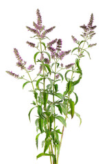 Silver horse mint with flowers, isolated on white background. Mentha longifolia. Herbal medicine....