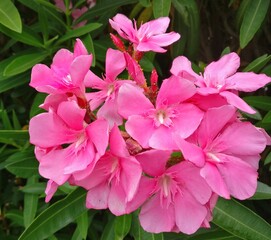 Nature South of France Landscape