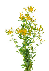 Hypericum perforatum bush with yellow flowers, isolated on white background. St. John's wort. Herbal medicine. Clipping path.