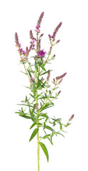 Purple loosestrife bush with flowers, isolated on white background. Lythrum salicaria. Herbal medicine. Clipping path.