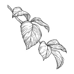 illustration black and white flower flora branch leaves