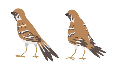 Sparrow as Brown and Grey Small Passerine Bird with Short Tail Standing Vector Set