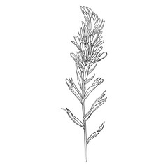 Fototapeta premium Outline Castilleja or Indian paintbrush flower, bud and leaves in black isolated on white background. 