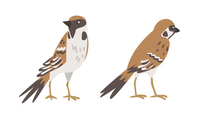 Sparrow as Brown and Grey Small Passerine Bird with Short Tail Standing Vector Set