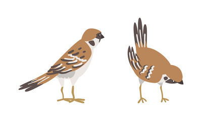 Sparrow as Brown and Grey Small Passerine Bird with Short Tail Standing Vector Set