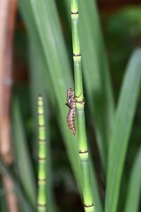 Wylinka ważki szablaka krwistego (Sympetrum sanguineum) na łodydze sitowia bagiennego/ leśnego (Scirpus sylvaticus) © Lancan