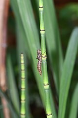 Wylinka ważki szablaka krwistego (Sympetrum sanguineum) na łodydze sitowia bagiennego/ leśnego...