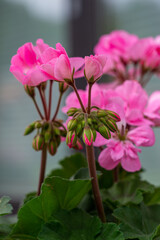 pink geranium flowers, geranium buds