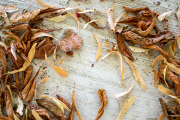 fallen linden seeds, fallen leaves, dry tree leaves