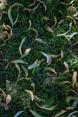 fallen linden seeds on green grass, fallen leaves, dry tree leaves