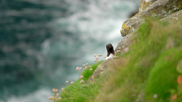 A razorbill (Alca torda) peaks out from behind thrift on a rocky cliff looking towards the camera in a seabird colony with turquoise water and flying seabirds in the background on Handa Island.