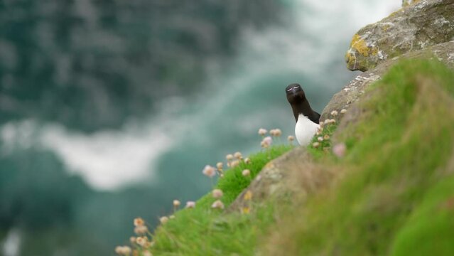 A razorbill (Alca torda) peaks out from behind a rock on a grassy cliff looking towards the camera in a seabird colony with turquoise water and flying seabirds in the background on Handa Island.