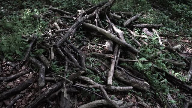 Pile of branches from falling trees collected by boy scouts during scout training.