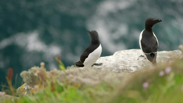 A pair of alert razorbill seabirds (Alca torda) sit on the edge of a beautiful cliff with each other in a seabird colony with turquoise water in the background on Handa Island, Scotland.