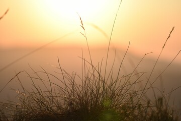 herbs at dawn