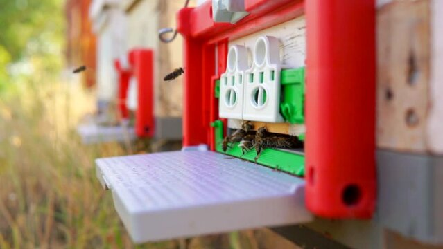 beekeeping and honeybee and agriculture and honey and honeyhive