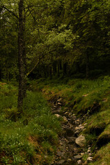 Green forest with stones and small stream