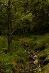 Green forest with stones and small stream