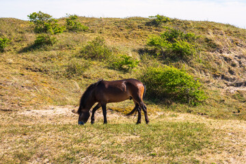 Wild horses grazing in the dunes in the North Holland dune reserve near Egmond aan Zee/Netherlands