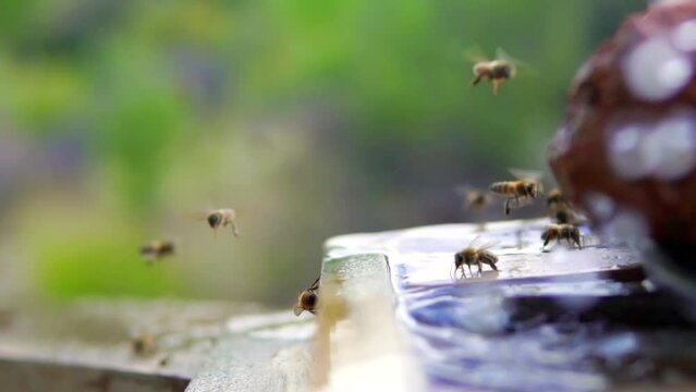 beekeeping and honeybee and agriculture and honey and honeyhive