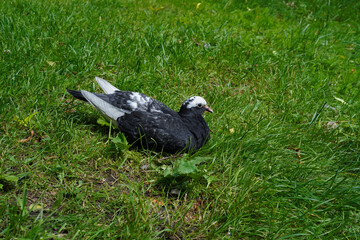A gray white-headed pigeon resting on the green grass on a sunny day. An adult bird sits on a bright green lawn in a park on a hot summer afternoon. 