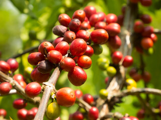 Coffee beans maturity and ready to harvest