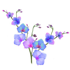 Fototapeta na wymiar blooming orchid flowers illustrations, tropical phalaenopsis orchid flowers