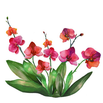 recommend clip art: orchid flowers illustrations, tropical phalaenopsis orchid flowers