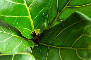 Young leaf of ficus Lyrata close-up. Evergreen indoor plant with large leaves and water drops after watering on windowsill. Concept: indoor plants for air purification in interior. Selective focus