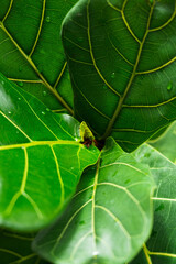 Young leaf of ficus Lyrata close-up. Evergreen indoor plant with large leaves and water drops after watering on windowsill. Concept: indoor plants for air purification in interior. Selective focus