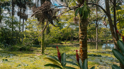 Fototapeta premium Algo Verde