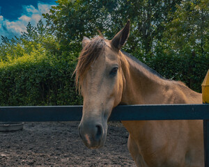 Fototapeta premium pose equina