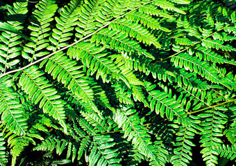 Fototapeta na wymiar Summer green texture of hundreds of ferns. Fern with green leaves on a natural background. Natural fern flower background on a sunny day