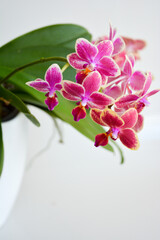 abundantly flowering orchid isolated on white