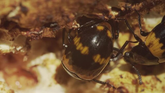 Beetle ( Diaperis boleti) on a mushroom