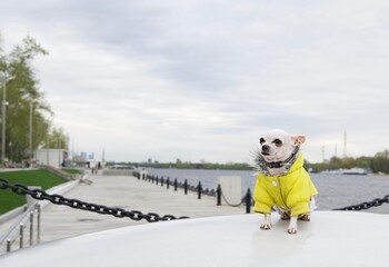 Amazing small purebred white chihuahua dog with smile on its muzzle wears in warm winter yellow coat rests next to the grey mirror surface of the river. No people photography.