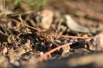 grasshopper on the grass