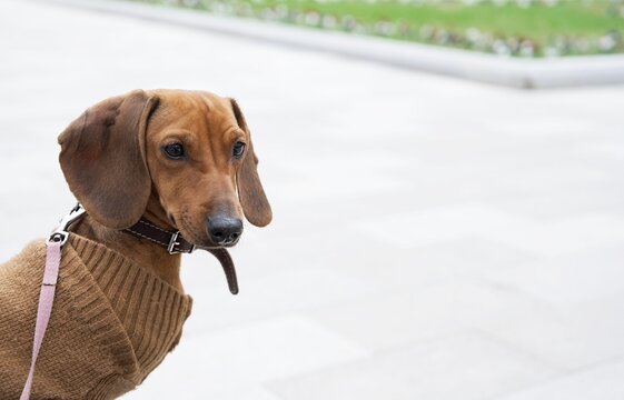 A red hunting dog of the dachshund breed sits alone wears with warm brown coloured coat, while walking in the park on a windy day. No people street photography