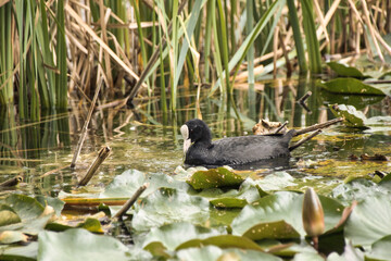 duck swimming in the water