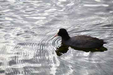 duck swimming in the water