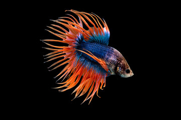 Crown Tail Betta, Siamese fighting fish, blue and orange coloured pla-kad ( biting fish) Thai; betta isolated on black background with clipping path