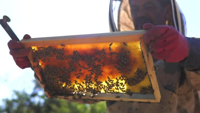 beekeeping and honeybee and agriculture and honey and honeyhive