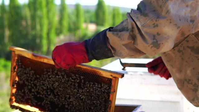 beekeeping and honeybee and agriculture and honey and honeyhive