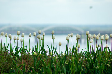 the beautiful volga river coast