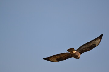 Common buzzard flying away