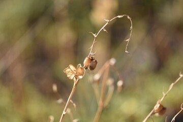 plants in the forest