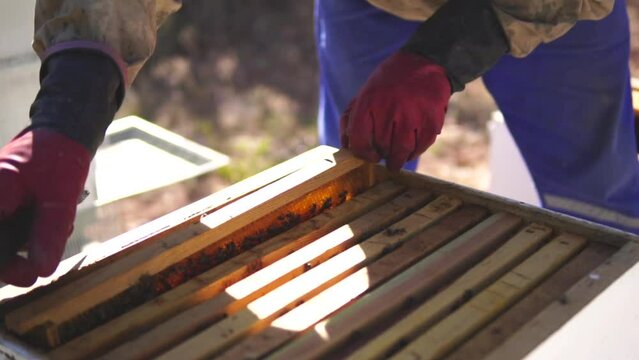 beekeeping and honeybee and agriculture and honey and honeyhive