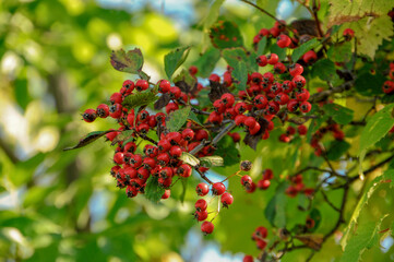 Hawthorn Berries In September