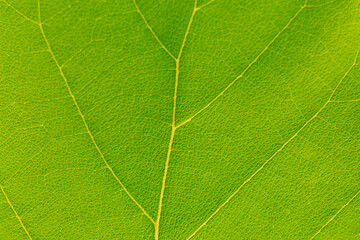 Green macro leaf,Green leaves background. Leaf texture,background texture green leaf structure macro photography 